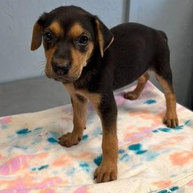 MAYBELLE - Hound / Mix available for adoption