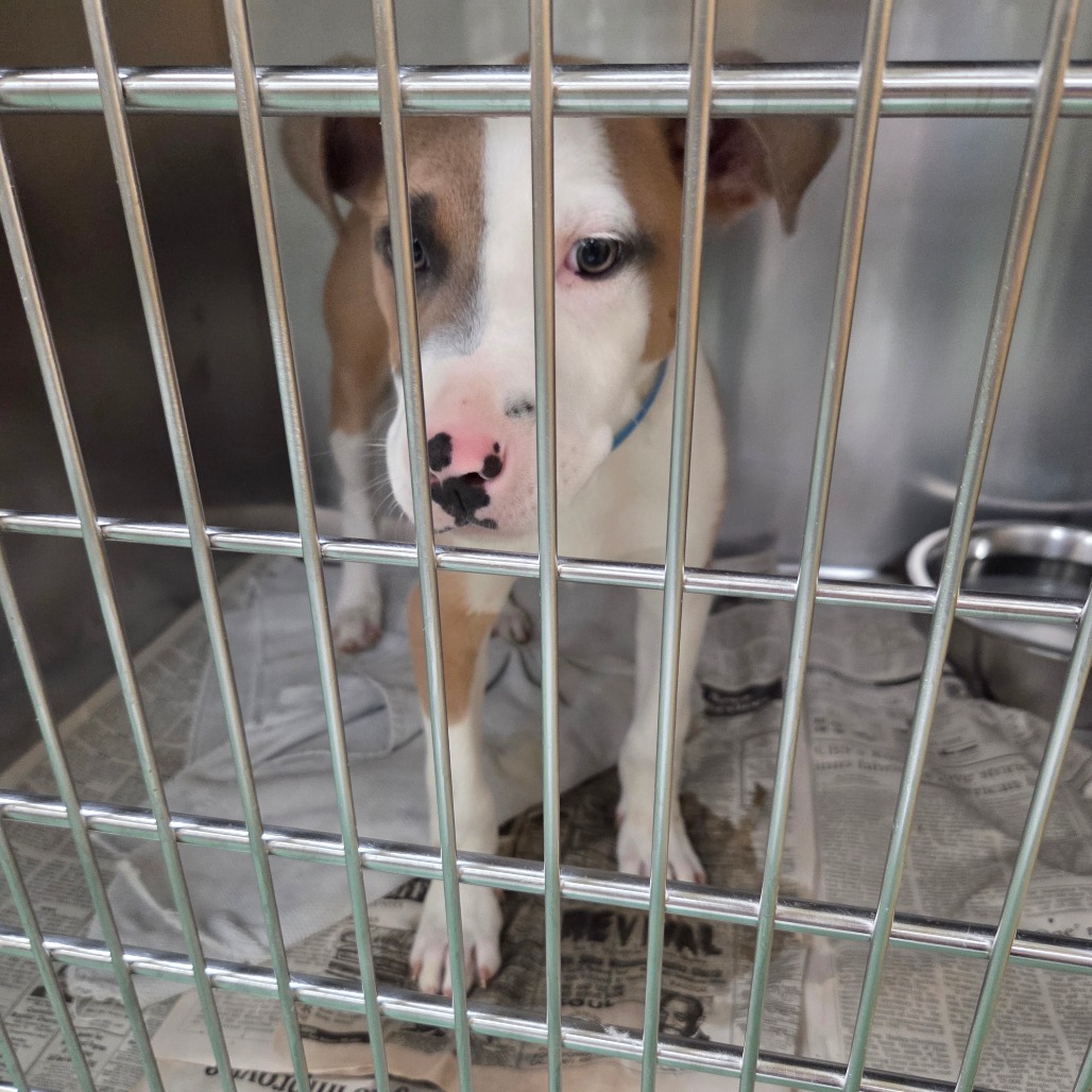 BENTEN — thumbnail 3