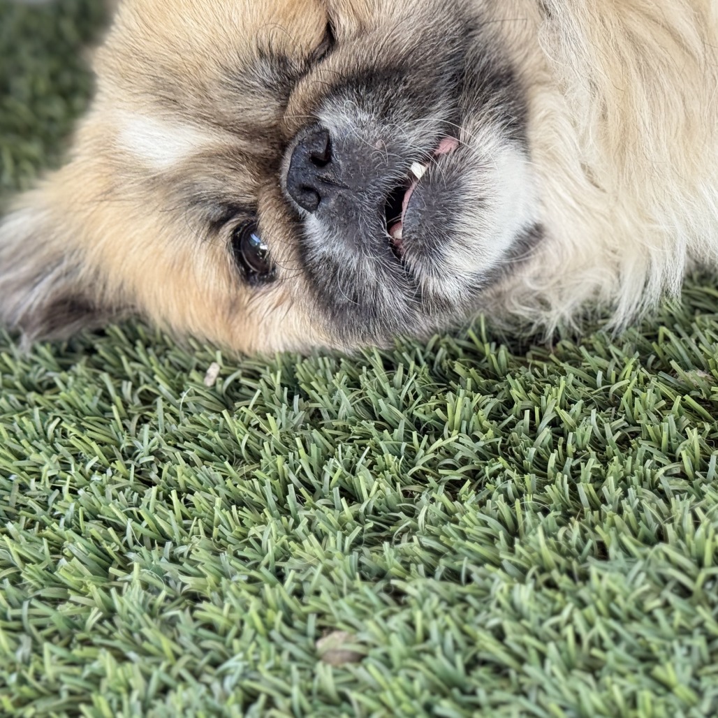 Muggsy, photo 8