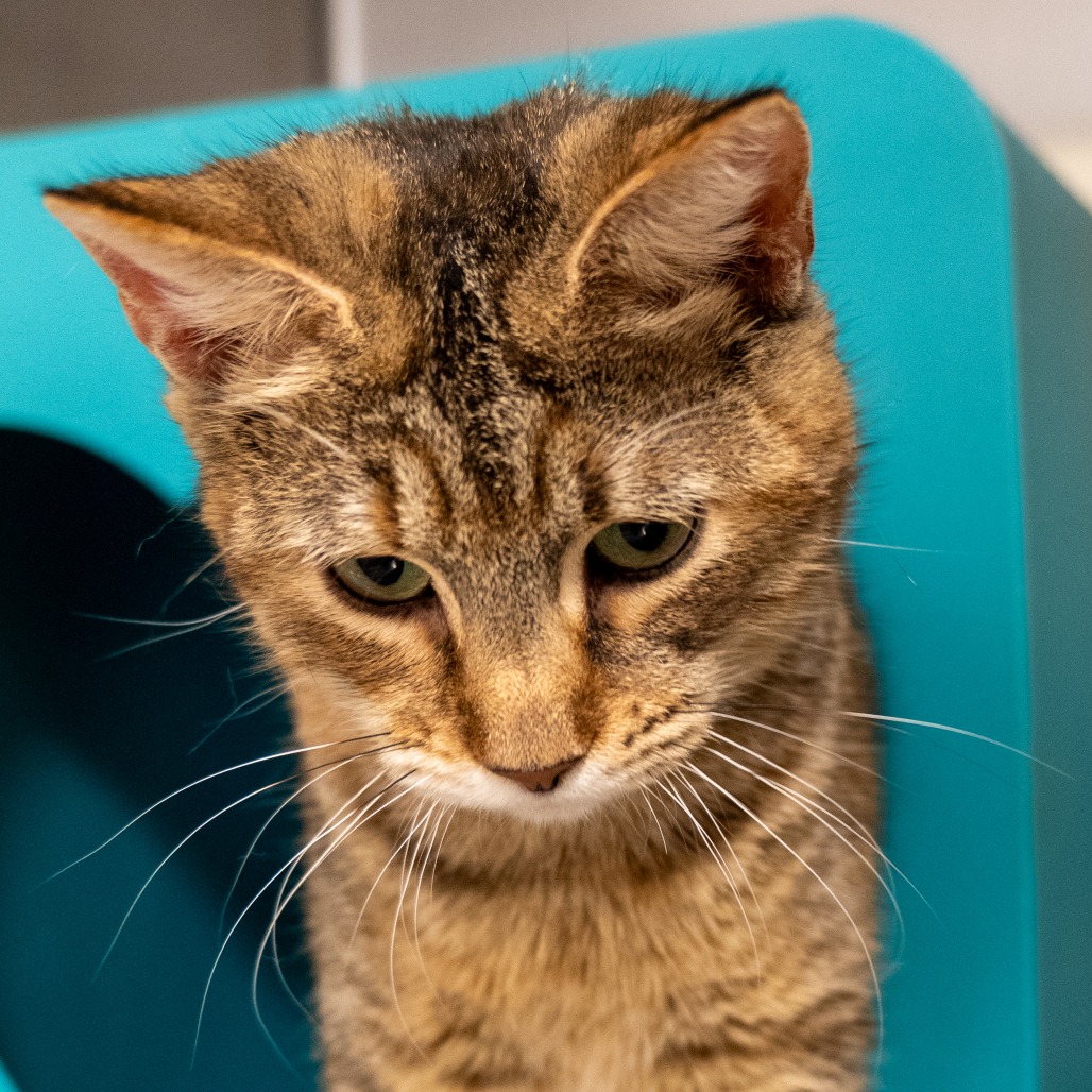 ICEBURGH - Domestic Shorthair available for adoption