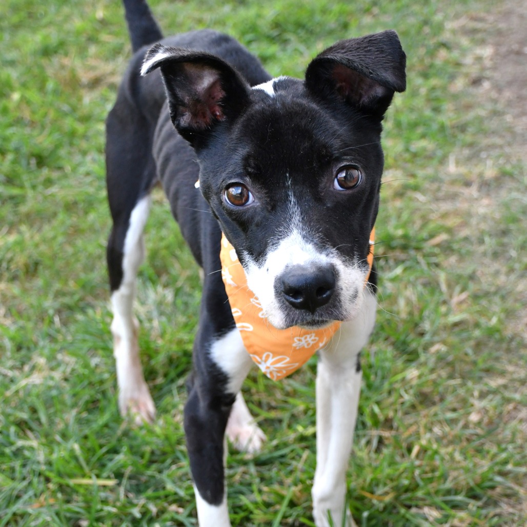 REAPER - Terrier, Pit Bull / Mix available for adoption