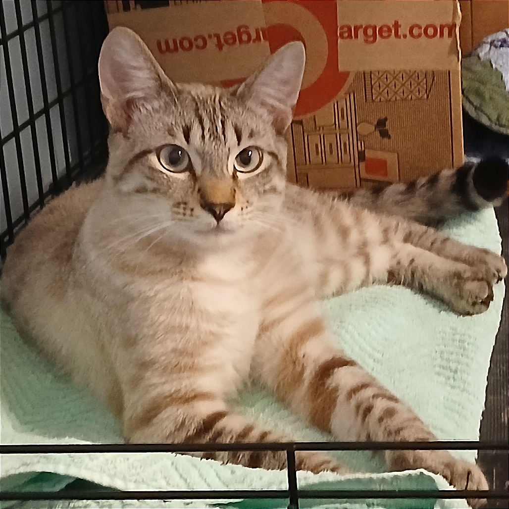 Simba 