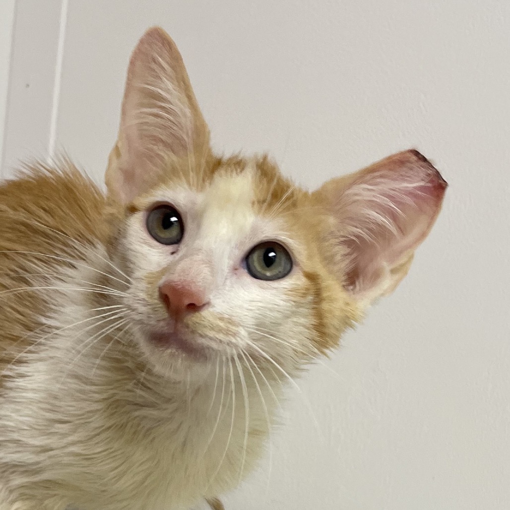 LOKI - Domestic Shorthair / Mix for adoption in Hattiesburg