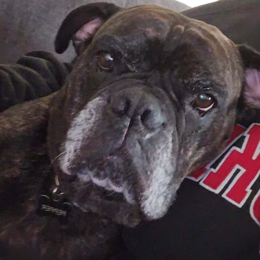 Pepper, photo 8