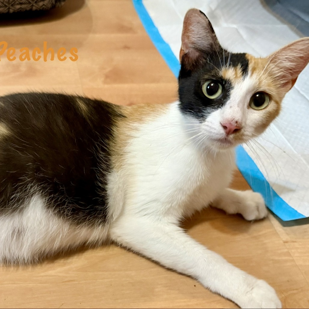 Peaches, photo 3