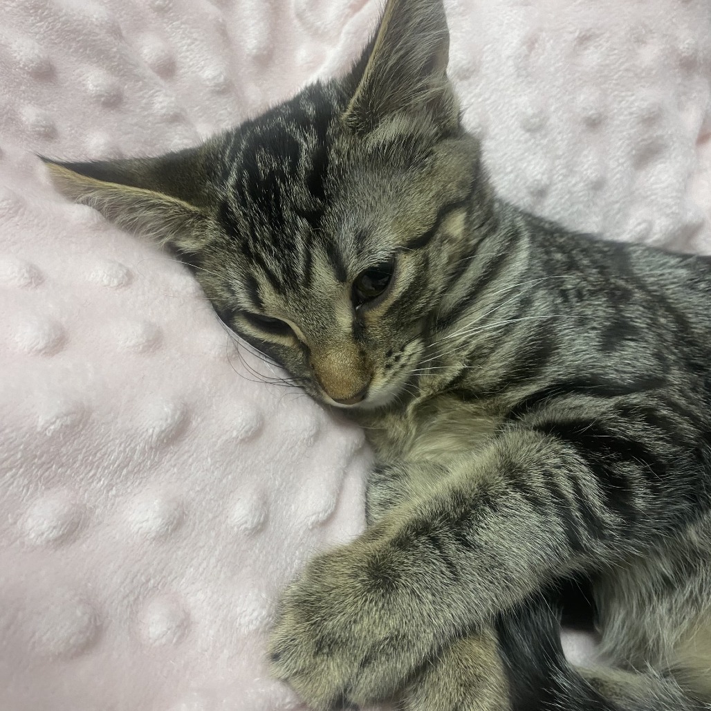 COOKIE - Domestic Shorthair available for adoption