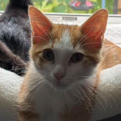 Hank, available for adoption