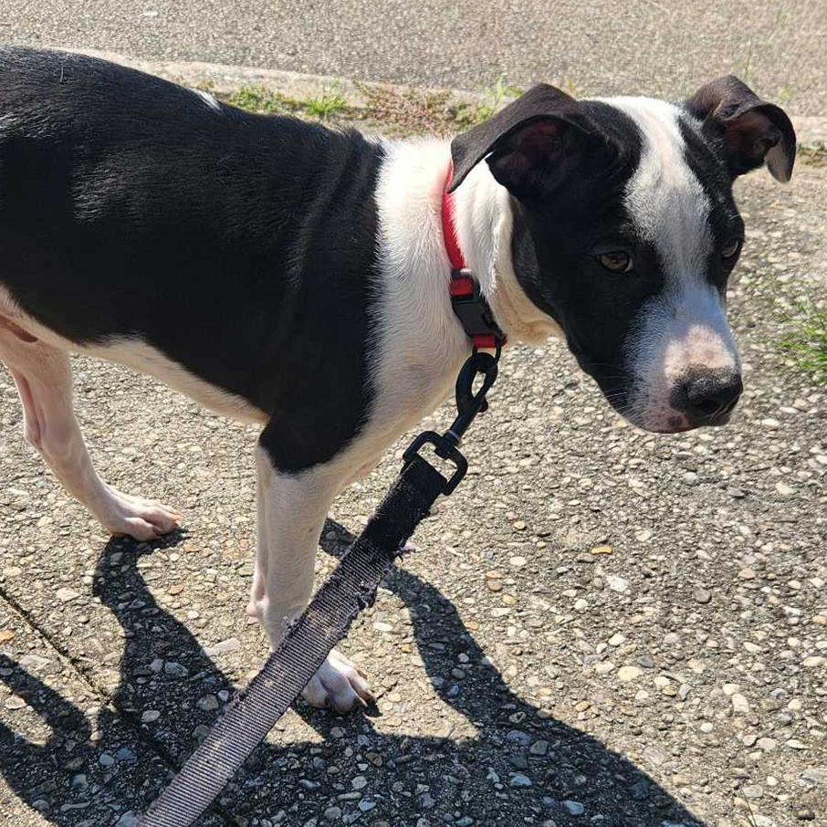 BOSTON - Terrier / American Pit Bull available for adoption