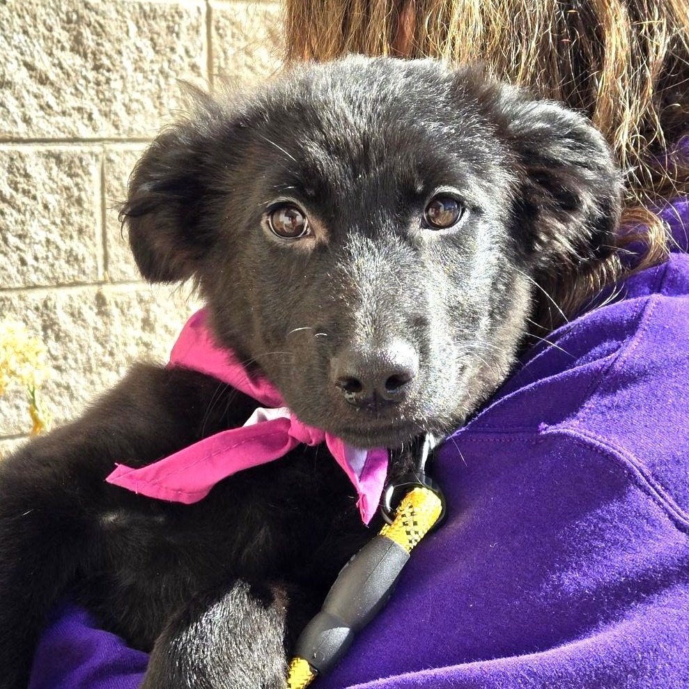 ELVIRA - Shepherd, German / Mix available for adoption