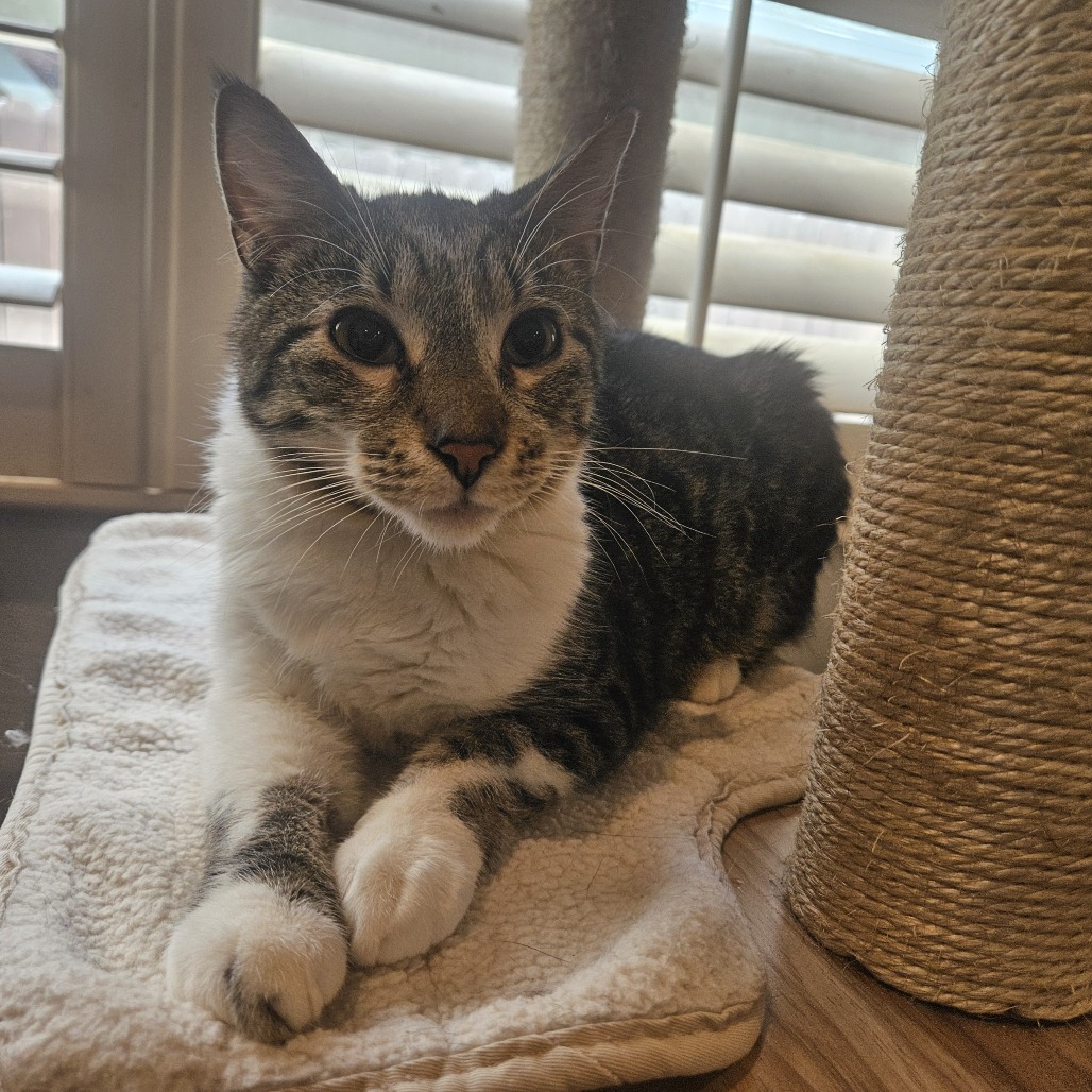 Stripe, photo 7