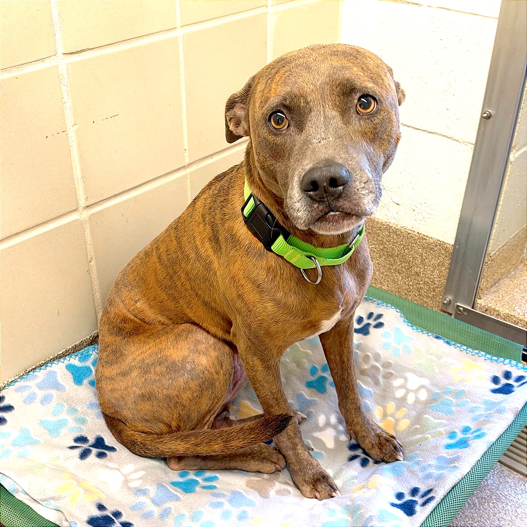 DUKE - Terrier, Pit Bull / Terrier, Pit Bull available for adoption