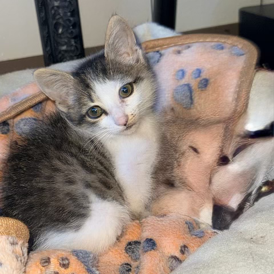 REV - Domestic Shorthair available for adoption