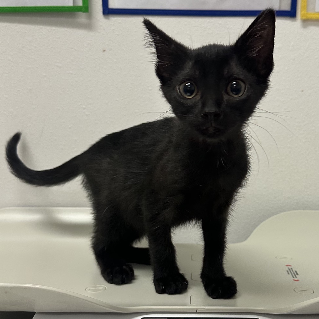 Gail, available for adoption at PVAS