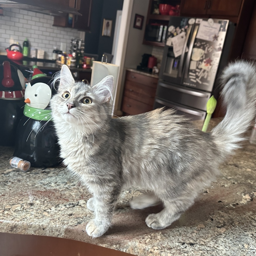 Banchan — thumbnail 3