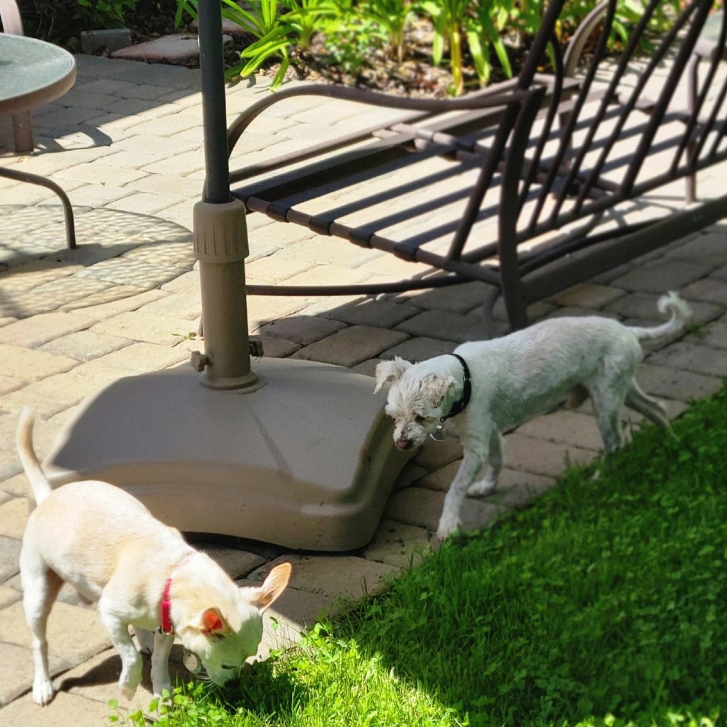 Chalupa, photo 5