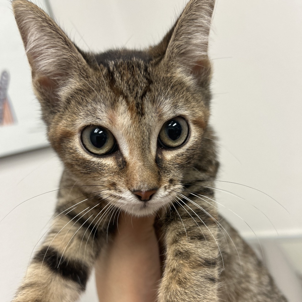 Holly Belle, available for adoption at PVAS