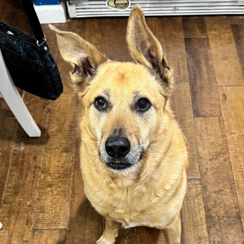 JACKSON - Cattle Dog for adoption in Portland
