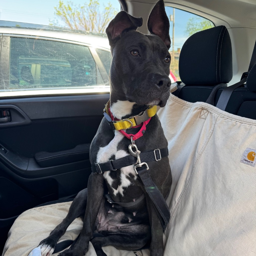 Photo of Witch Hazel 27