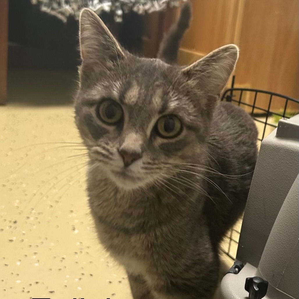 Feliciana--In Foster***ADOPTION PENDING***, photo 5