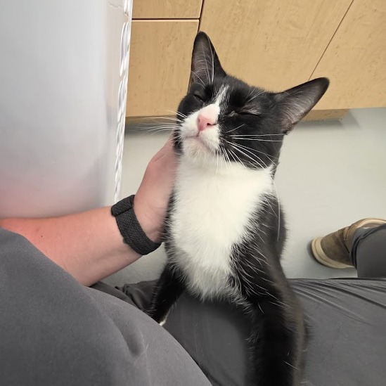 BOOTS - Domestic Shorthair available for adoption
