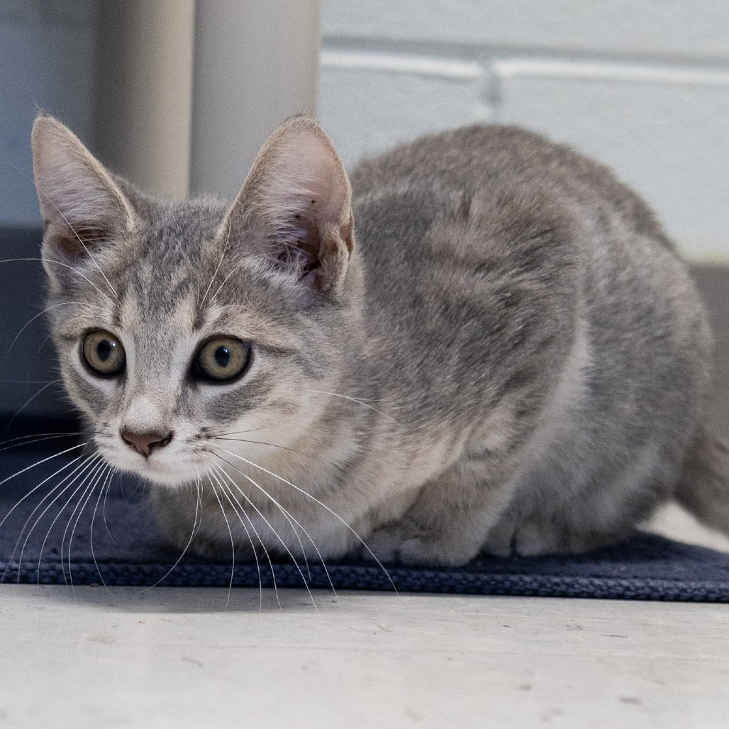 TARO - American Shorthair available for adoption