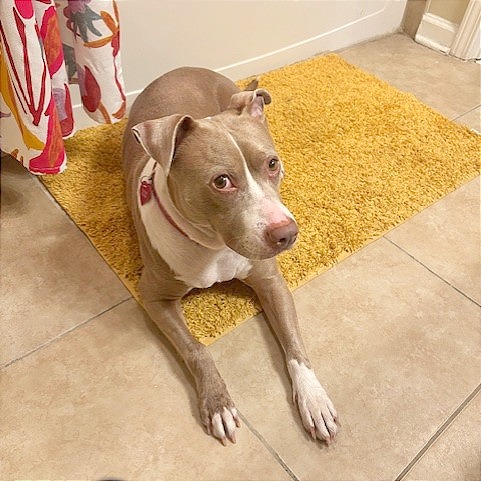 Darcy — thumbnail 5