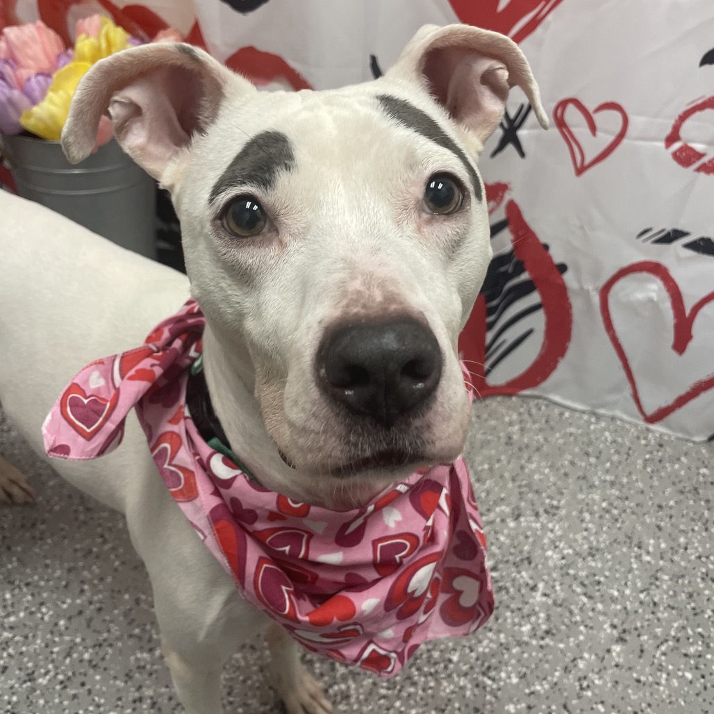 Judge Judy — thumbnail 5