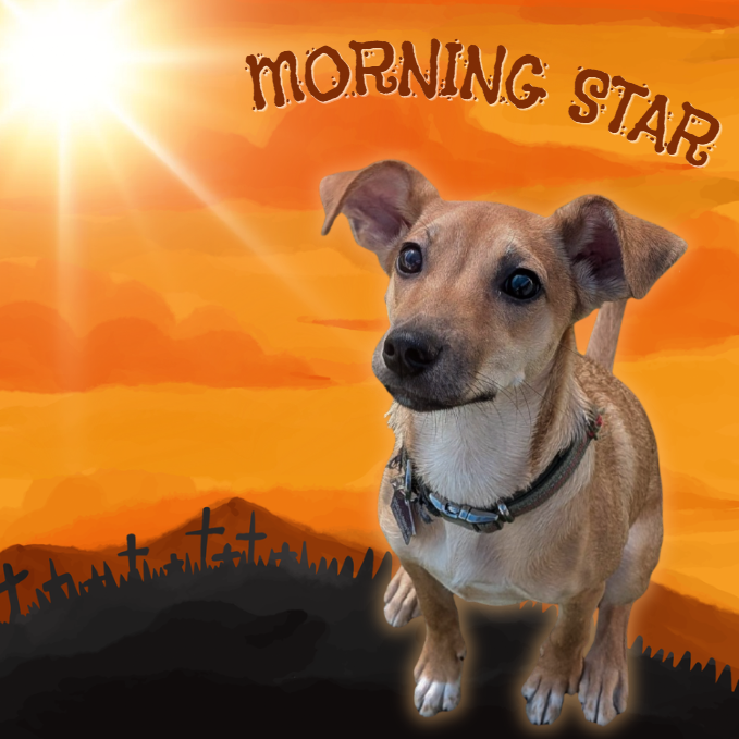 MORNING STAR - Chihuahua, Short Coat / Mixed Breed (Medium) available for adoption