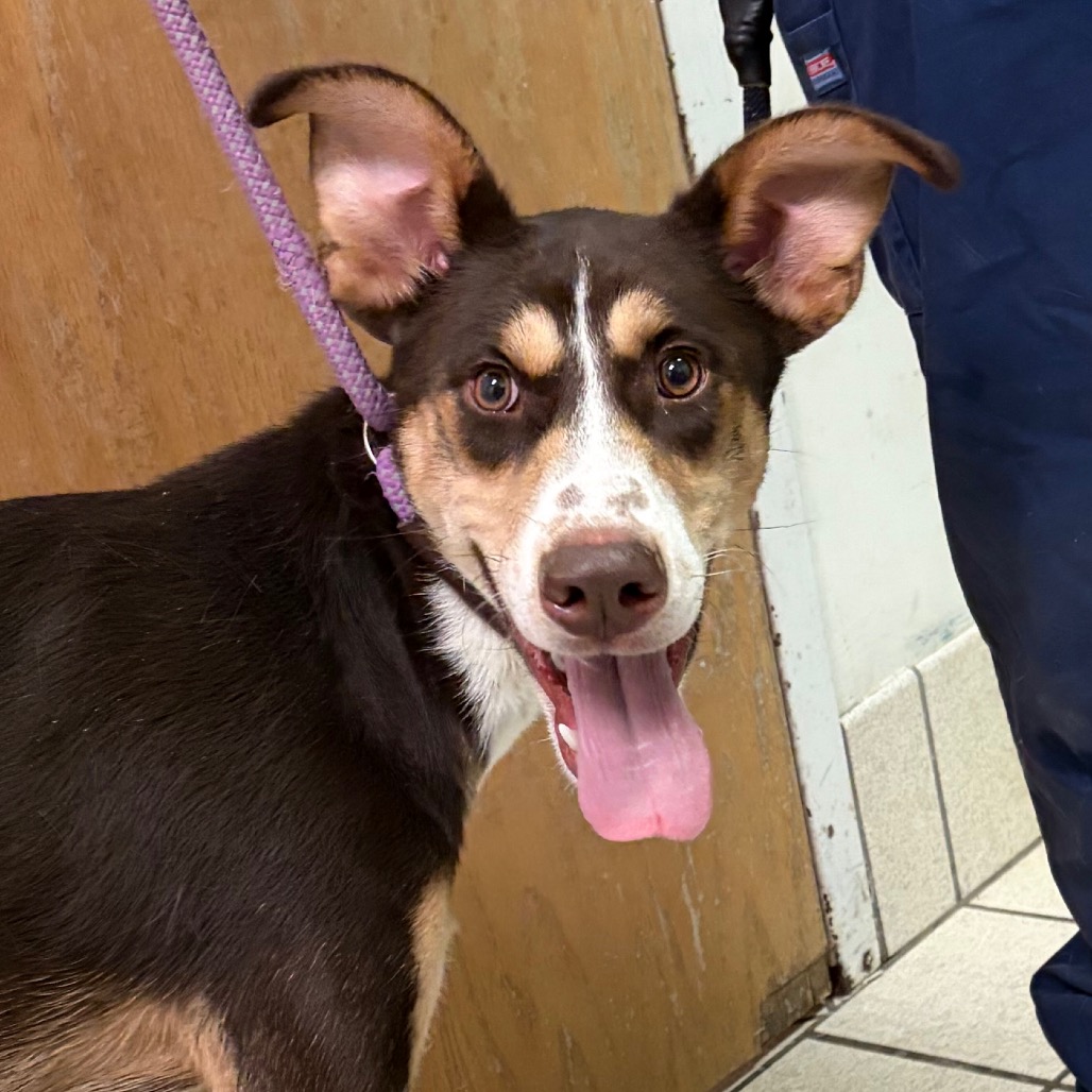 Athena — thumbnail 2