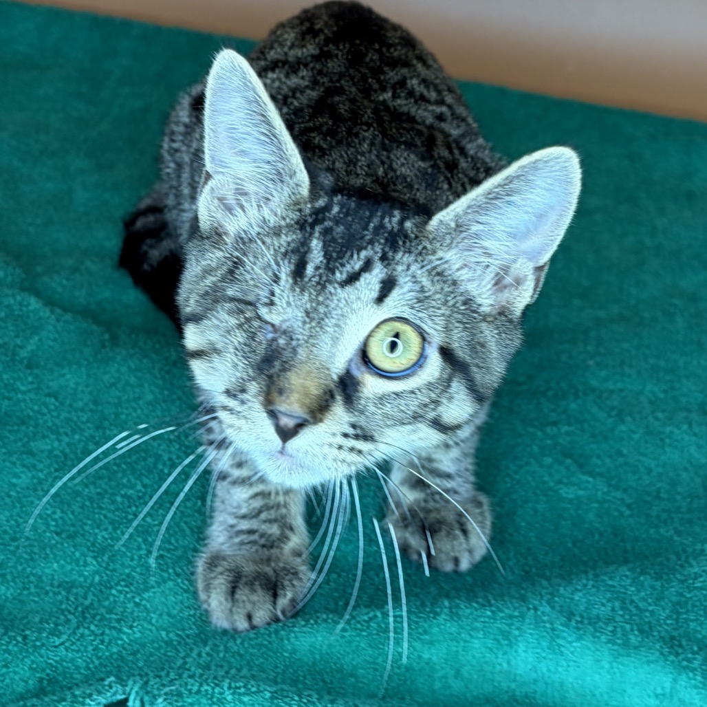 BARNACLE - Domestic Shorthair available for adoption