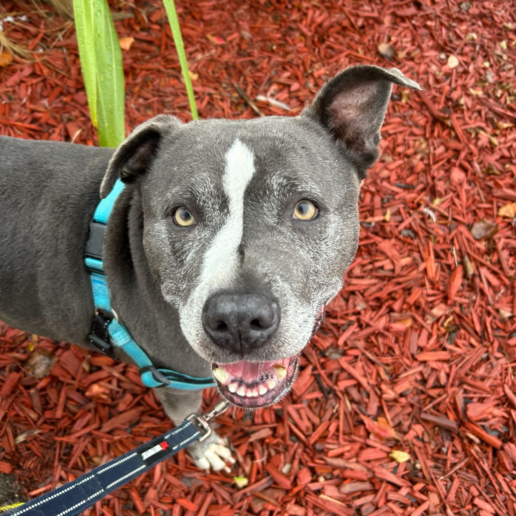 Greedo — thumbnail 3