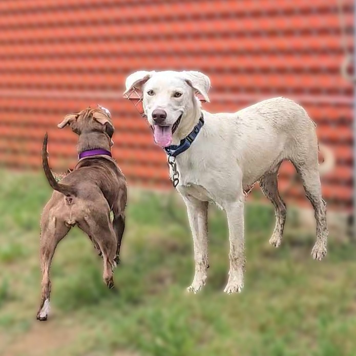 Olaf — thumbnail 8