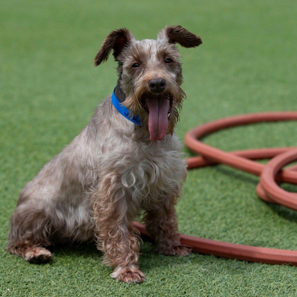 Charlie (JN26-59), photo 6
