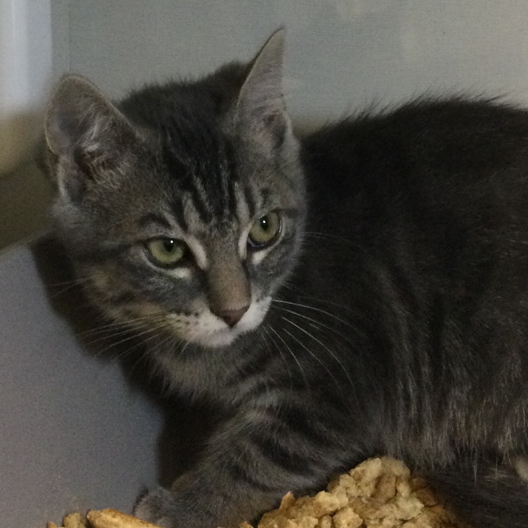 Thyme (pink collar) - Domestic Shorthair
