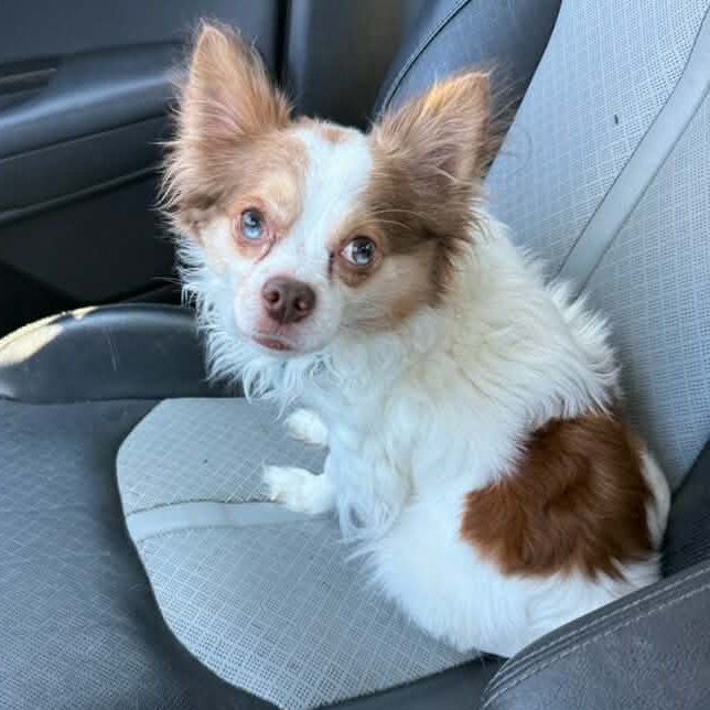 ODIE - Chihuahua, Long Coat / Papillon for adoption in Silver Spring