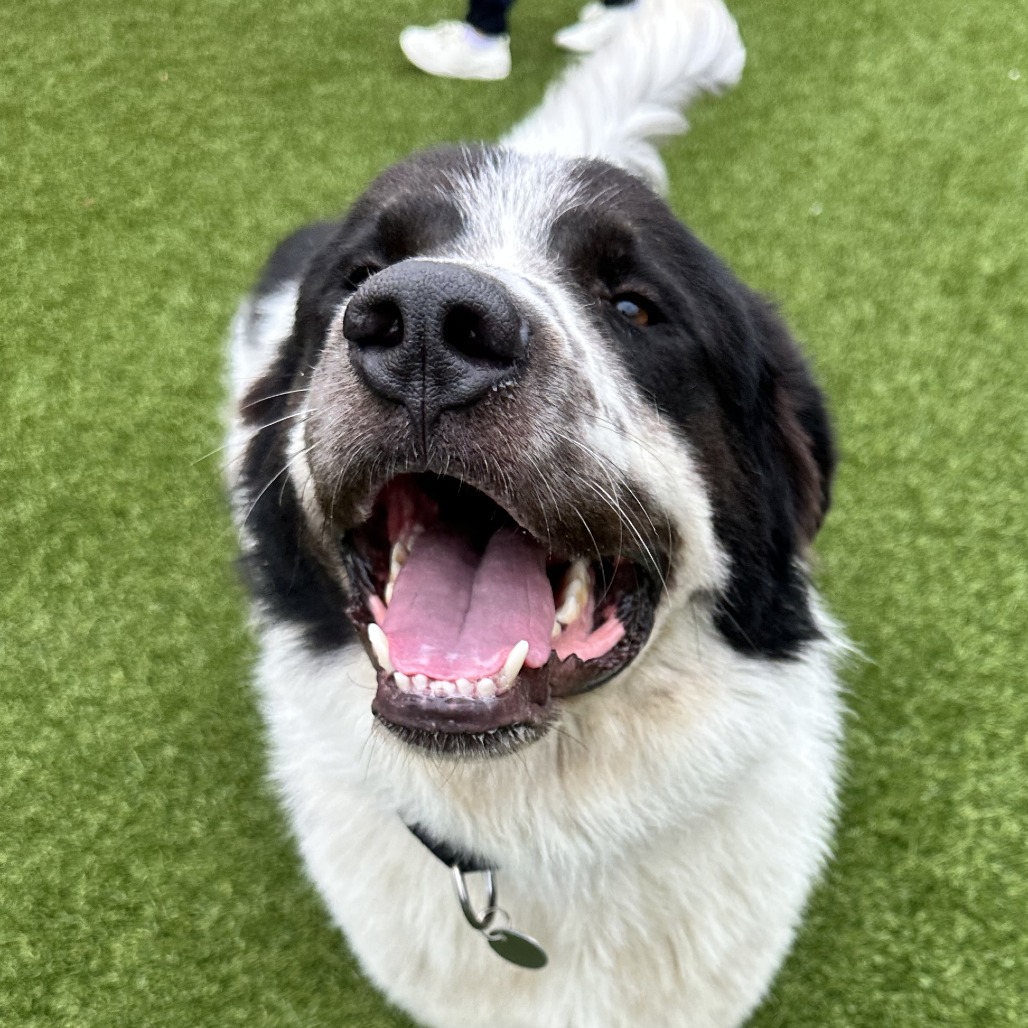 DEXTER - Pyrenees / Great available for adoption