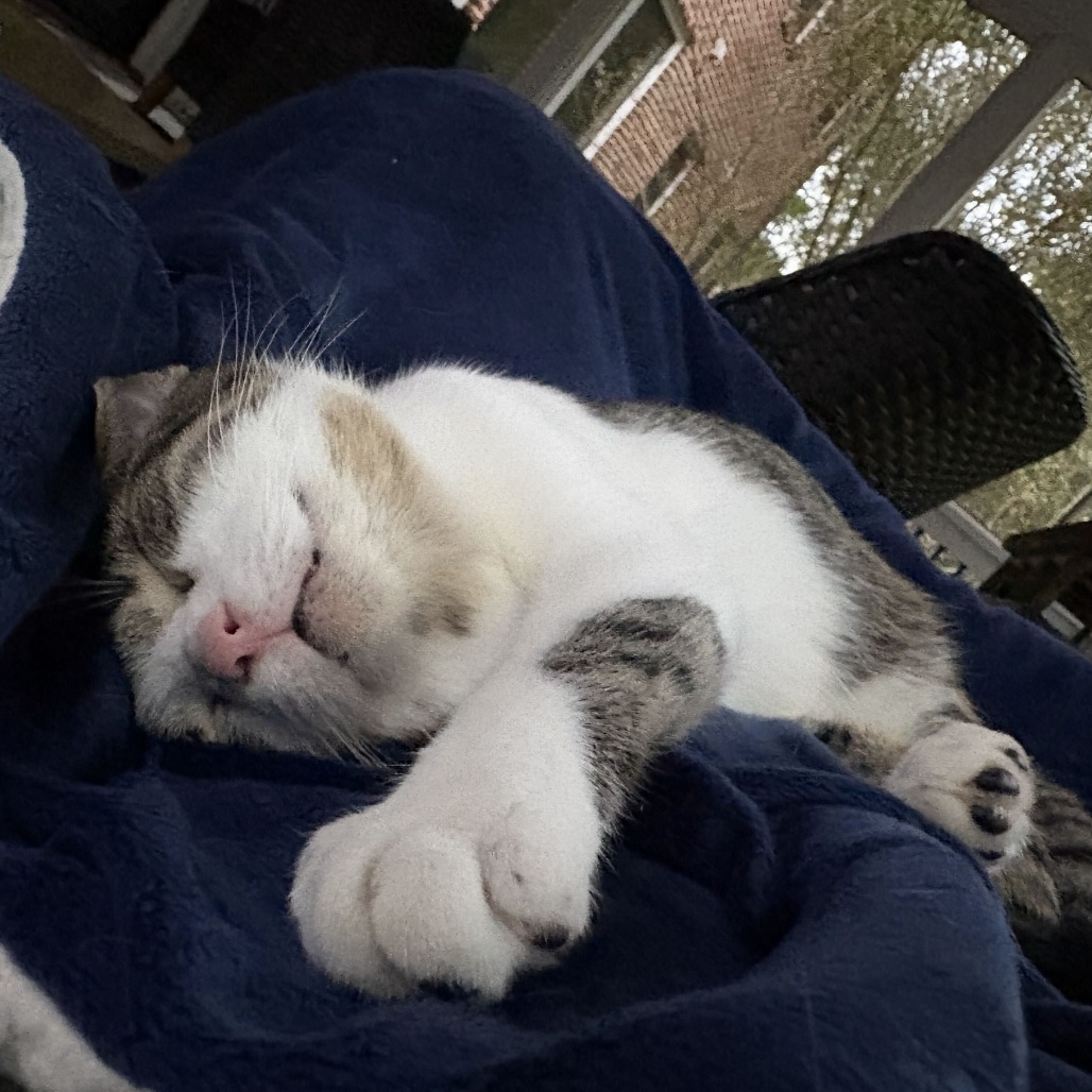 ALPHARETTA - Bubba, photo 4