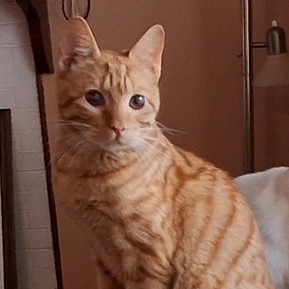 Cat named Marshmellow