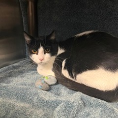 PENGUIN - Domestic Shorthair available for adoption