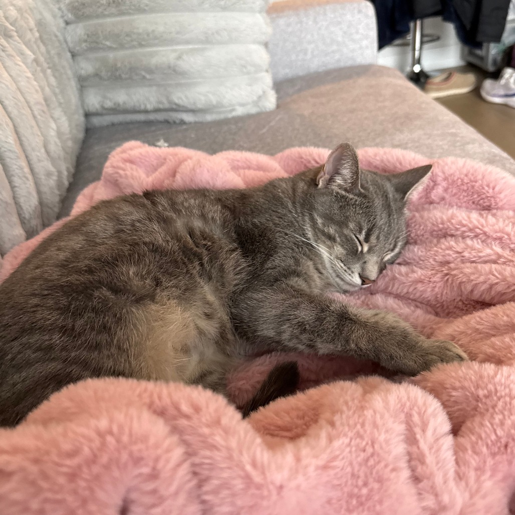 Sophie — thumbnail 7