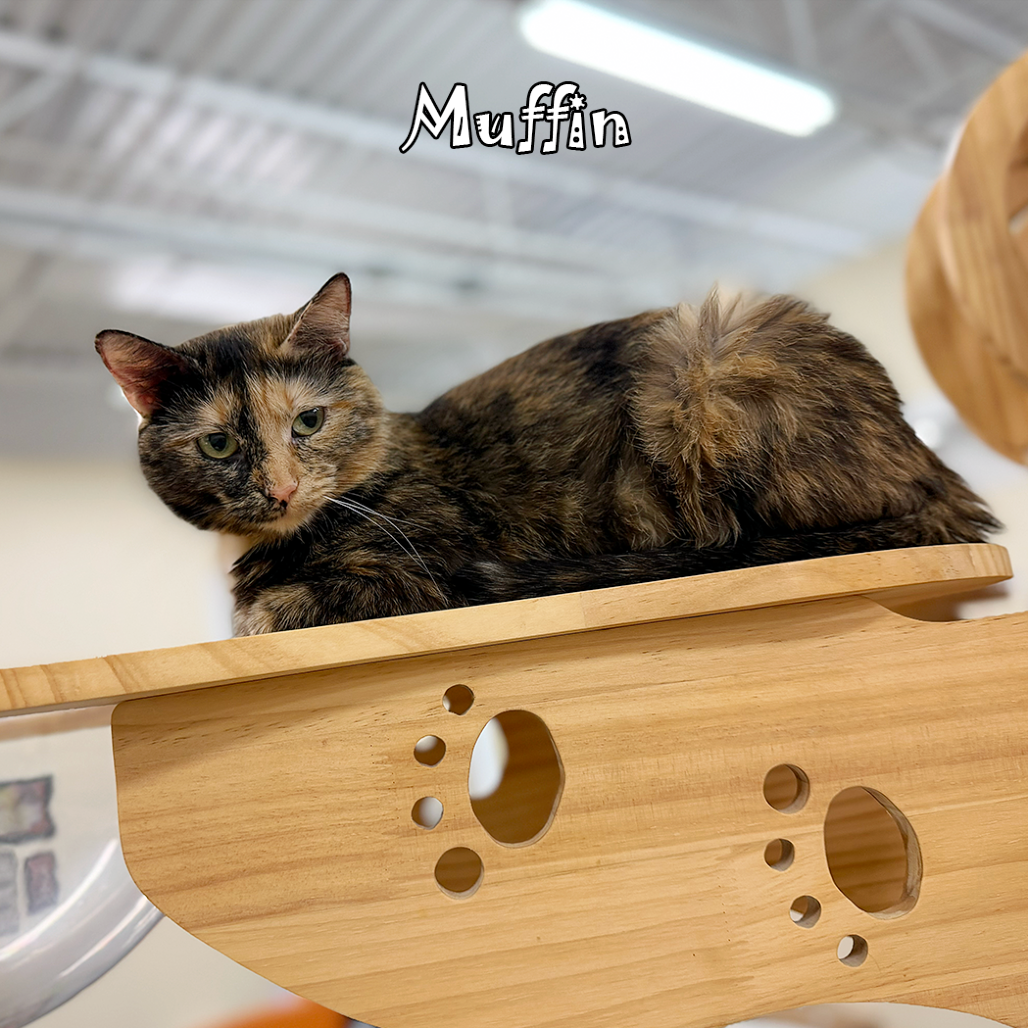 Muffin, an adoptable cat