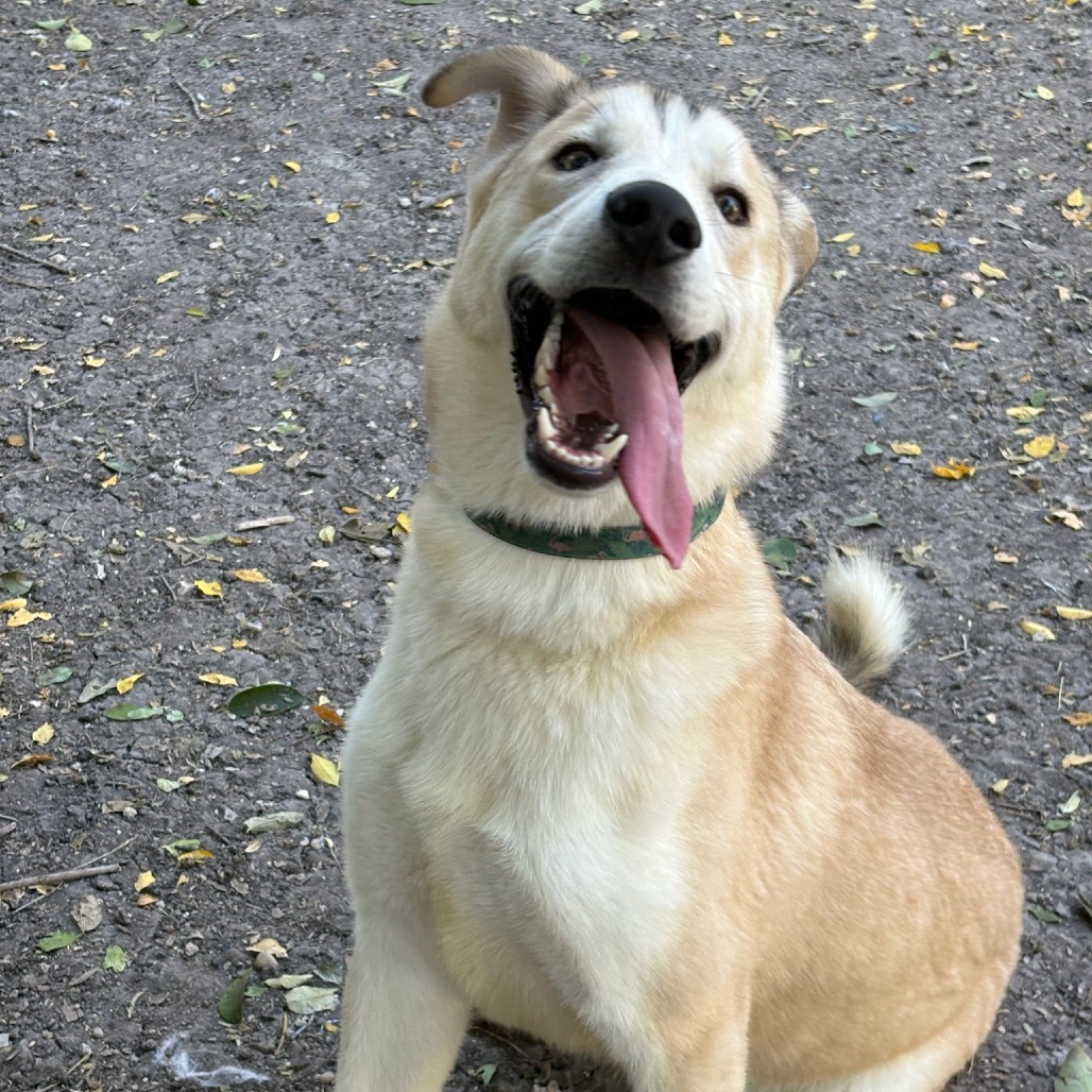Scout, photo 11
