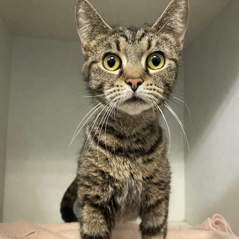 SILKIE - Domestic Shorthair available for adoption
