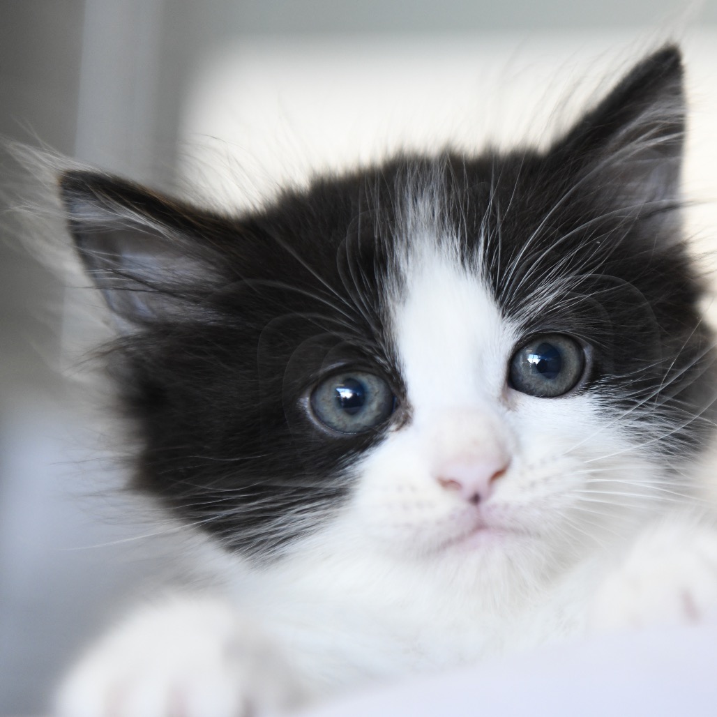 Molly  - Domestic Shorthair