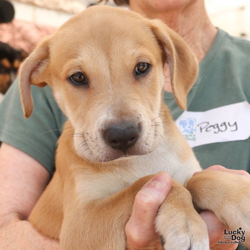 PUPPY POPPY - Retriever, Labrador / Mix available for adoption