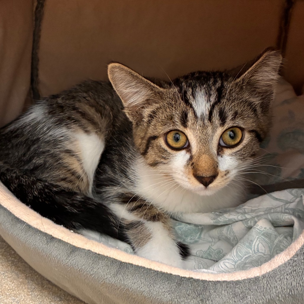 SCAR - Domestic Shorthair available for adoption