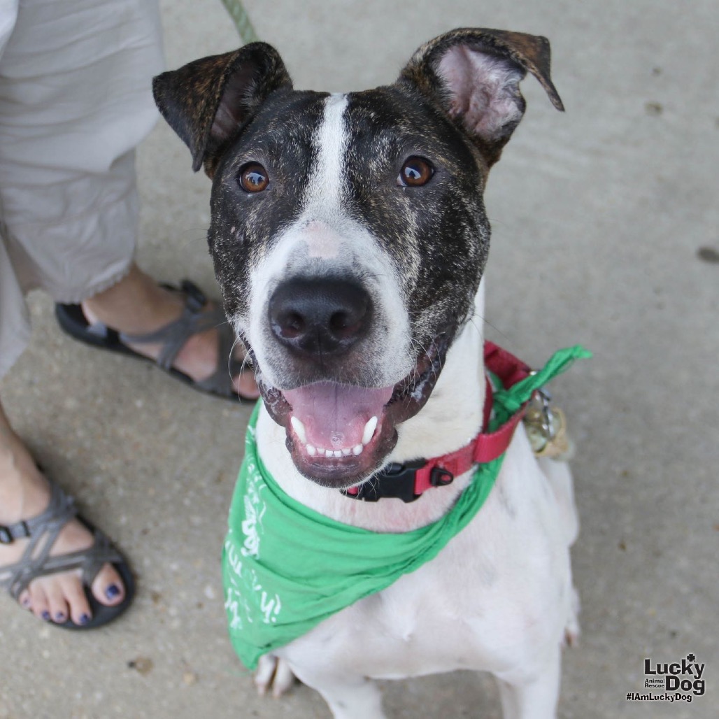 GUS - Shepherd / Mix available for adoption