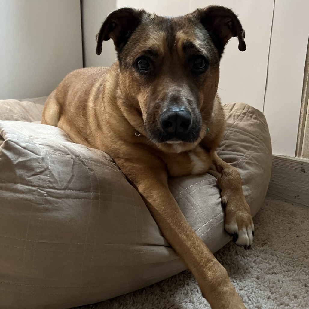 Koda — thumbnail 3