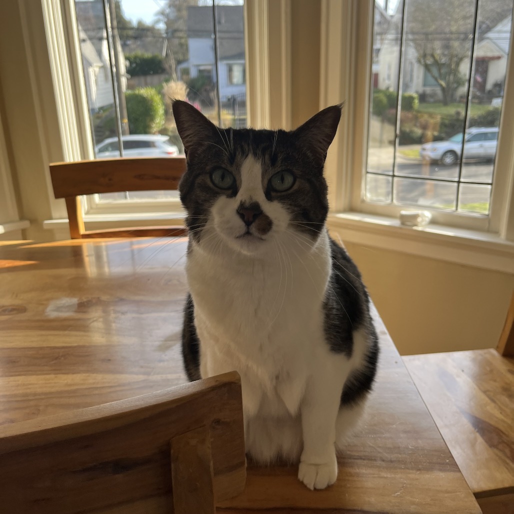 LUPO - Domestic Shorthair for adoption in Gresham