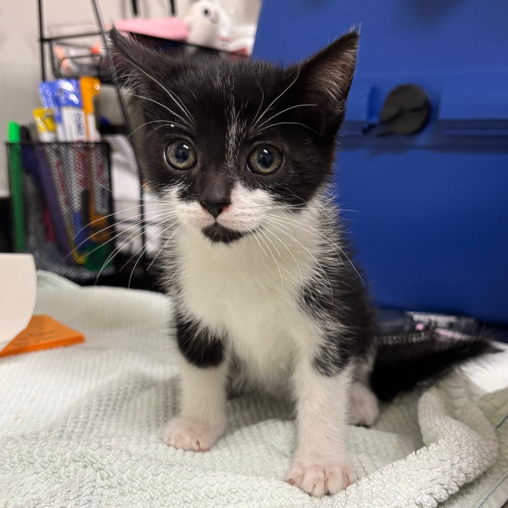 Griffin, a Domestic Shorthair